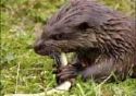 la loutre 